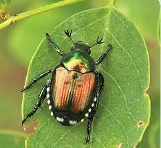 Il coleottero scarabeide del Giappone - Popillia japonica